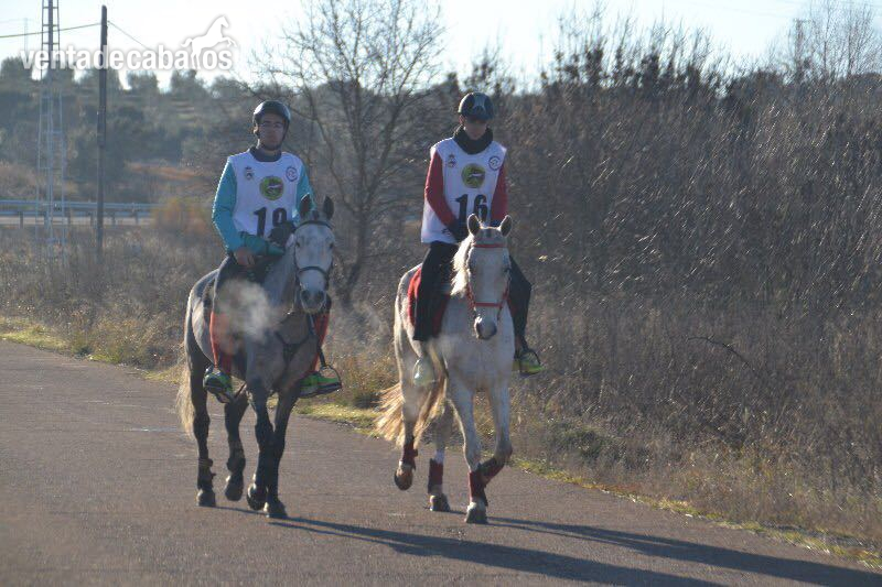 Hispano-Arabe {TYPE}