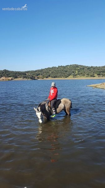 Caballo Hispano Árabe Hispano-Arabe - yegua compitiendo en raid.