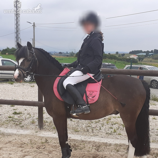 Ponis Pony Club Welsh - Poni B de salto 
