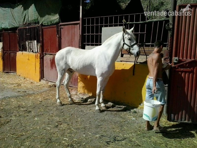 caballo tordo muy noble in 