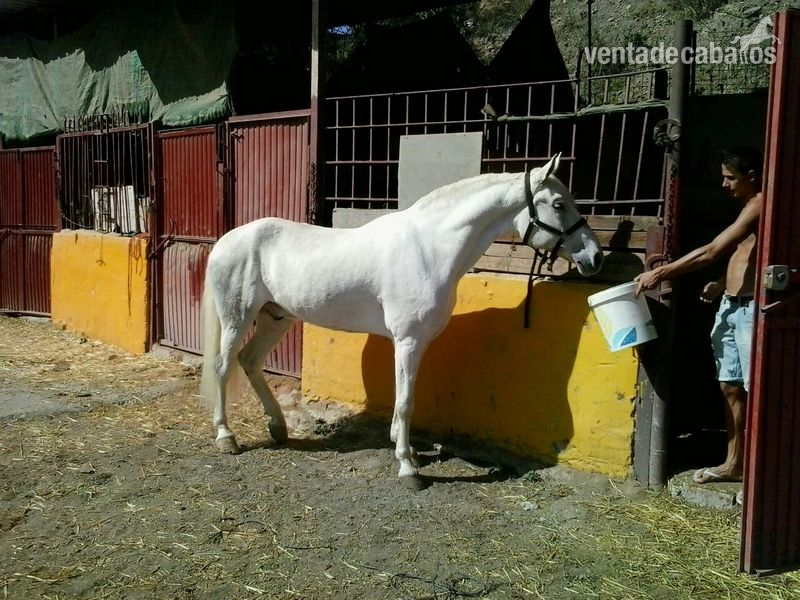 Andaluz