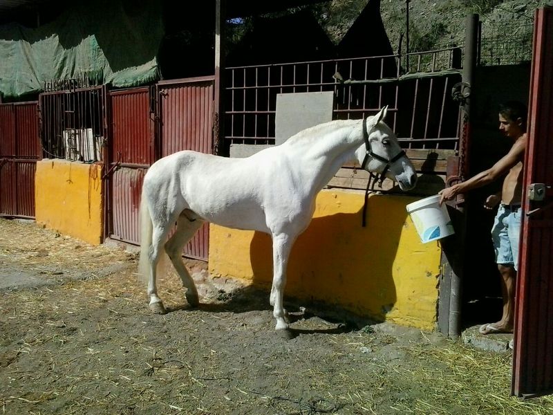 Andaluz