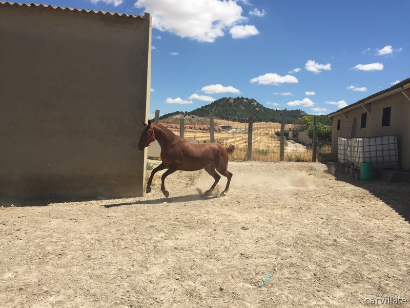 Tres sangres