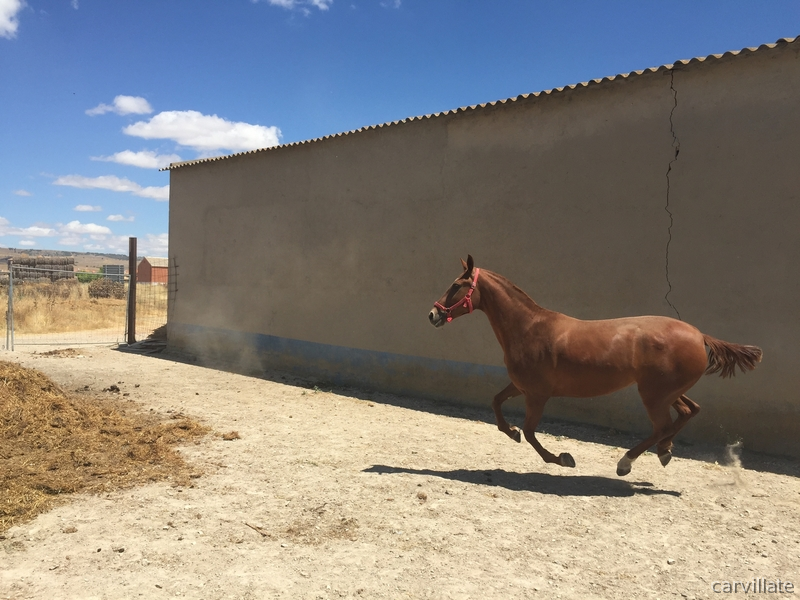 Tres sangres {TYPE}