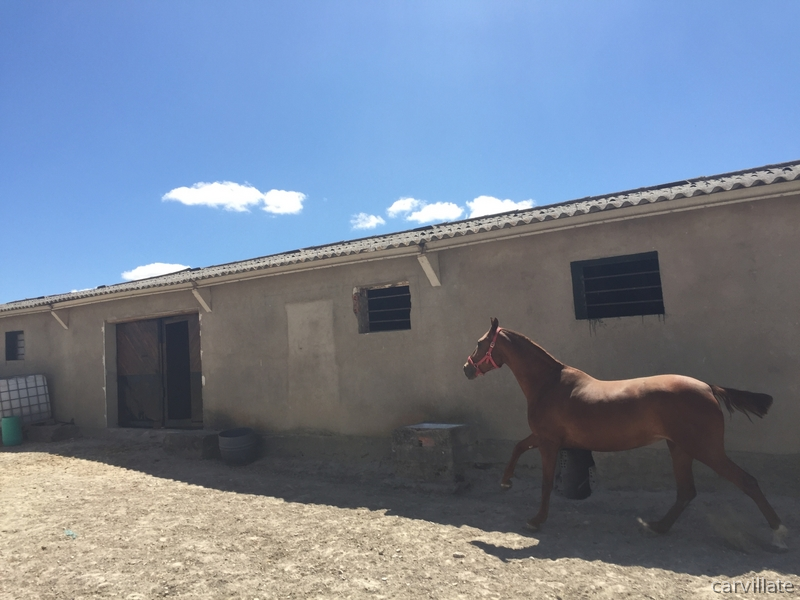 Vendo yegua alazana, tres sangres. - Yeguas Tres sangres