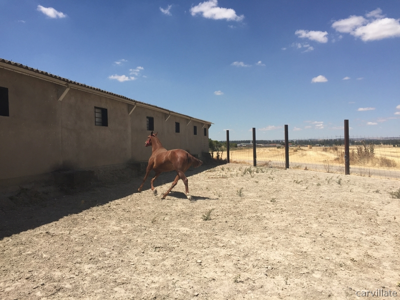 Vendo yegua alazana, tres sangres. - Tres sangres