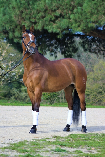 Caballo de Deporte Español (CDE)