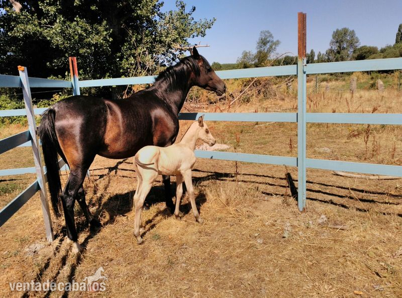 Caballos Árabes Arabe - Preciosa Yegua Pura Raza Árabe