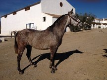 Vendo Lote de 3 Yeguas