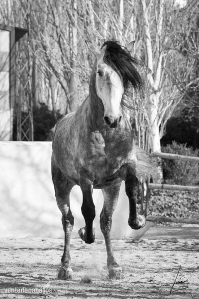 Caballos Pura Raza Española (P.R.E.) Pre - Pre en venta linea de campeónes