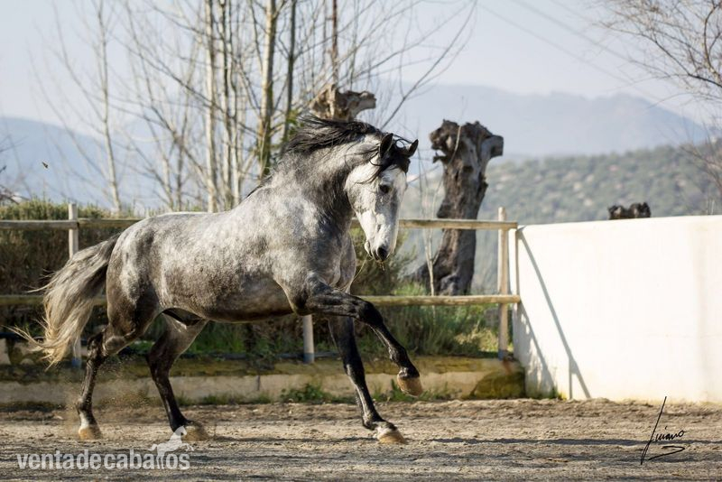 Pre en venta linea de campeónes - Caballos Pura Raza Española (P.R.E.) Pre