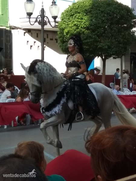 Caballos Pura Raza Española (P.R.E.) PRE - MAÑO VII, ideal para juveniles 