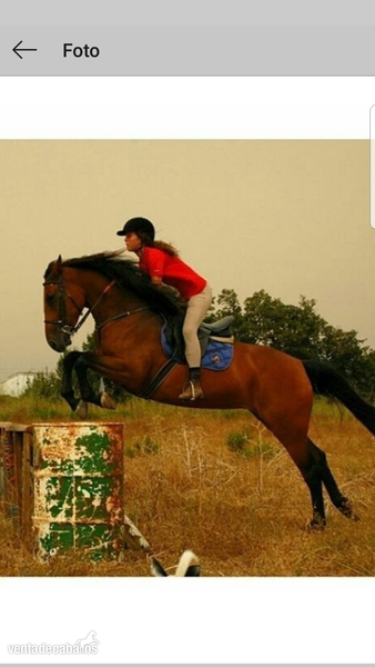 Estoy interesada en CESIÓN de caballo de salto in 