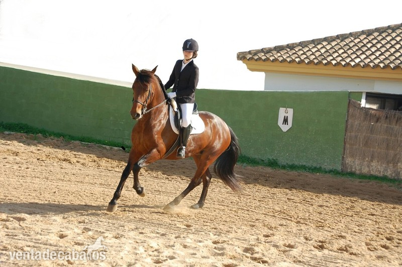Busco/Cambio/Cedo Caballo No busco raza - Estoy interesada en CESIÓN de caballo de salto