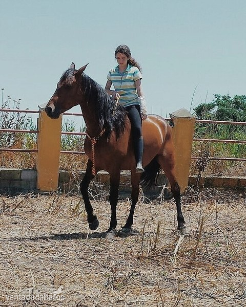 Estoy interesada en CESIÓN de caballo de salto - Busco/Cambio/Cedo Caballo No busco raza