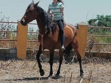 Estoy interesada en CESIÓN de caballo de salto
