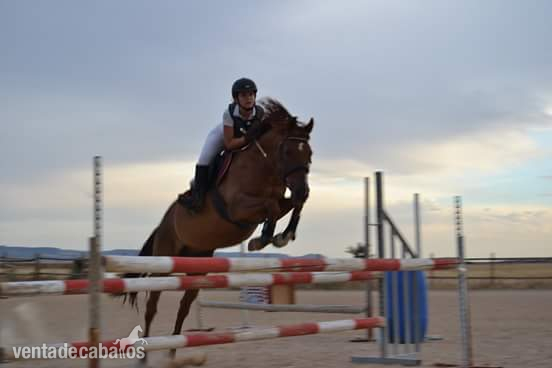 Caballo maestro salto in 