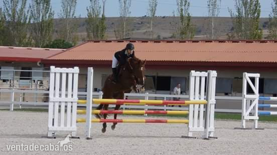 Cruzado {TYPE}