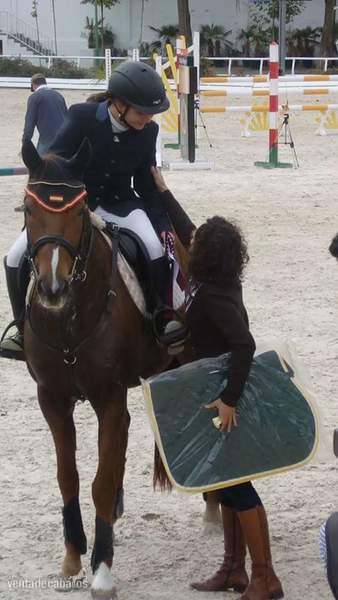 Caballos Capados Cruzado - Caballo maestro salto