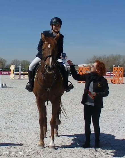 Caballo maestro salto - Caballos Capados Cruzado