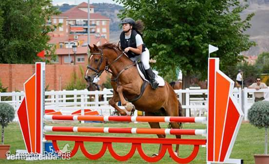 Caballo maestro salto - Cruzado