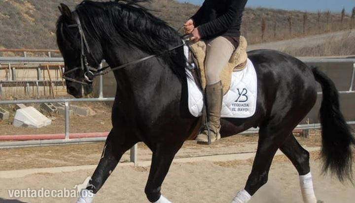 Hannoveriano {TYPE}