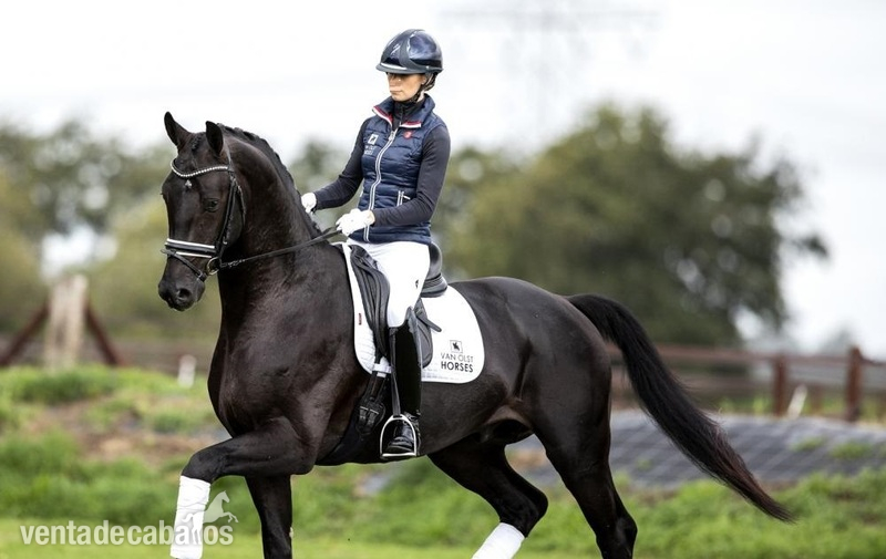 Caballos Capados Hannoveriano - Saltando castrado Hanoverianno para la venta