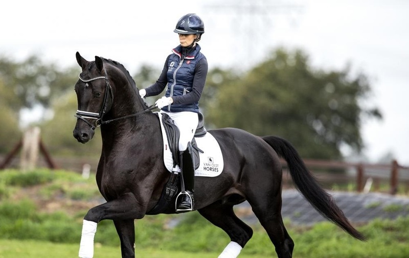 Caballos Capados Hannoveriano - Saltando castrado Hanoverianno para la venta
