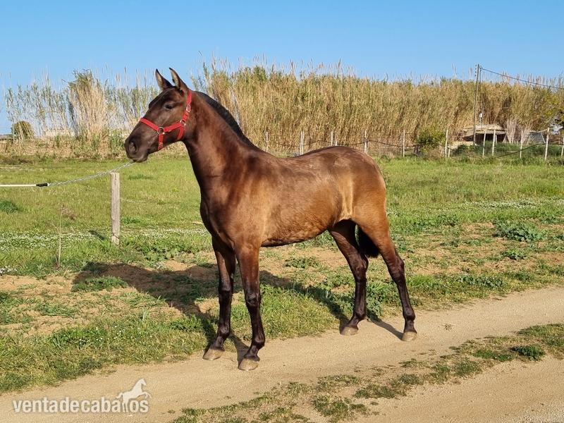 PRE potra baya en venta in 