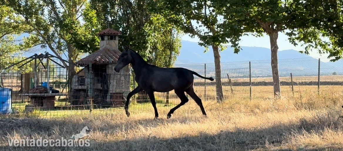 Caballos Pura Raza Española (P.R.E.) EMPTY - Venta PRE linea DOMA