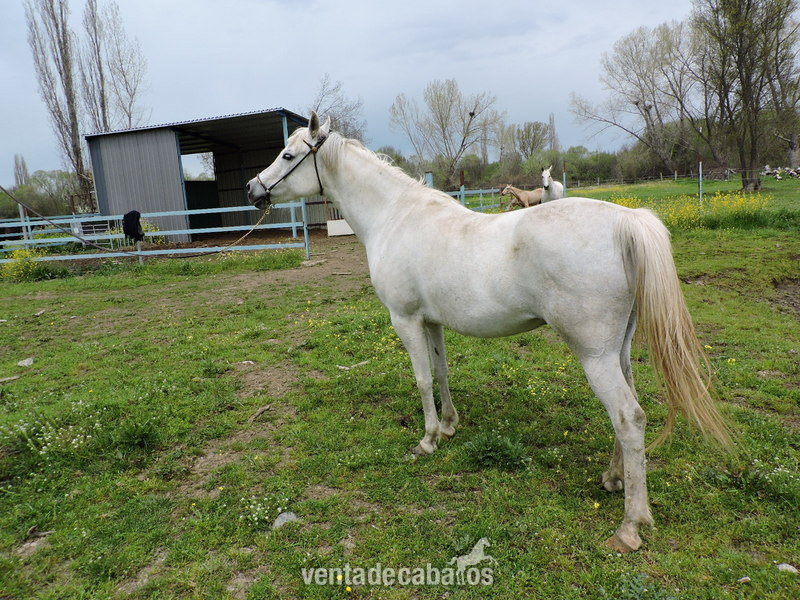 Caballos Árabes Arabe - Magnífica Yegua Pura Raza Árabe