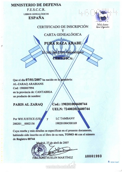 Magnífica Yegua Pura Raza Árabe - Caballos Árabes Arabe