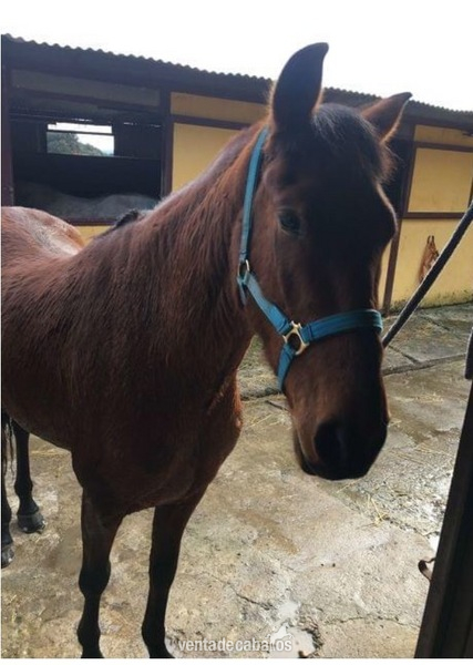 Vendo caballo de 4 años in 