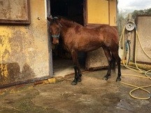 Vendo caballo de 4 años