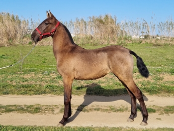 PRE potra baya en venta