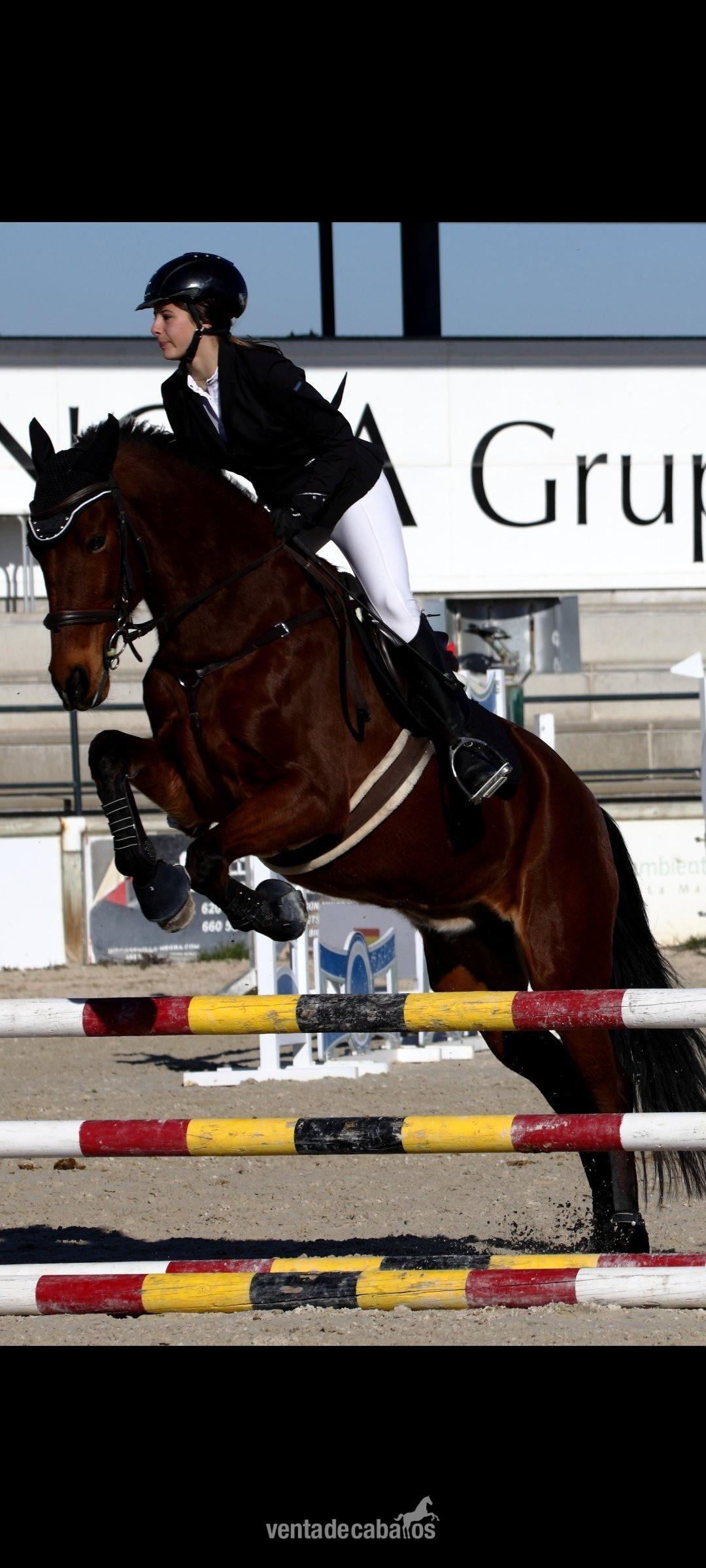 Caballo Lusitano de salto  in 