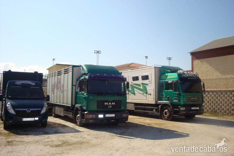 Transporte de caballos y Toros de Lidia in 