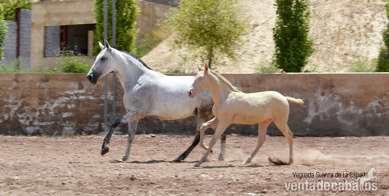 Caballos Pura Raza Española (P.R.E.) Pura Raza Española - Potros pura raza española (pre) gt