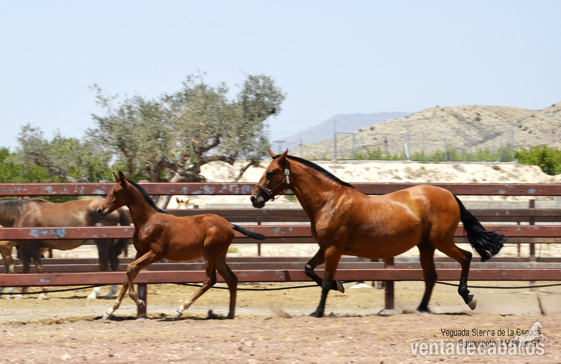 Potros pura raza española (pre) gt - Caballos Pura Raza Española (P.R.E.)
