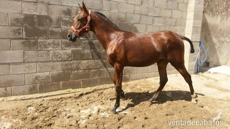 potra hispano-arabe con papeles in 
