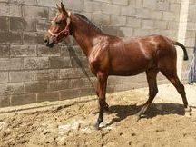 potra hispano-arabe con papeles