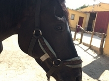 YEGUA CDE URGE VENTA