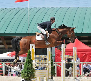 VENDO CABALLO MATCH POINT in 