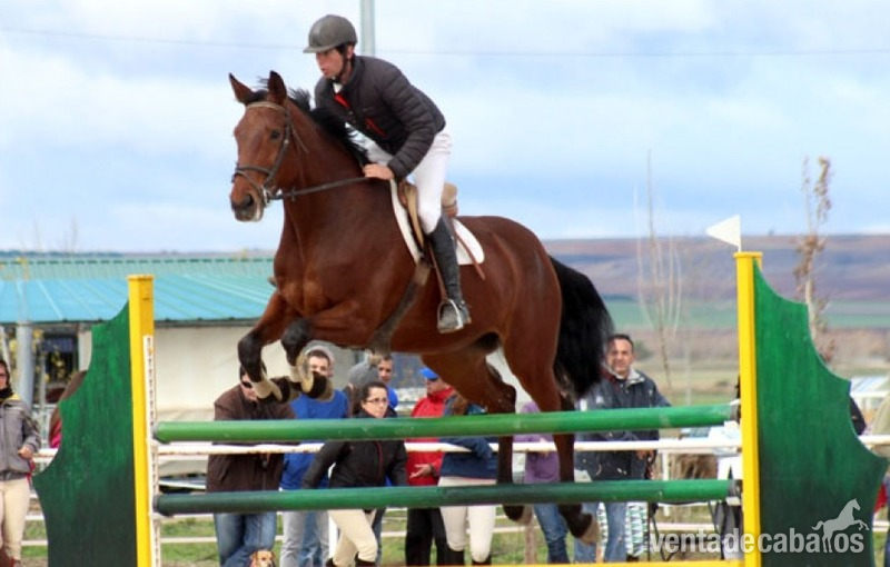 Caballo de Deporte Español (CDE) {TYPE}