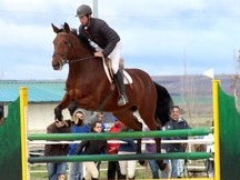 VENDO CABALLO MATCH POINT