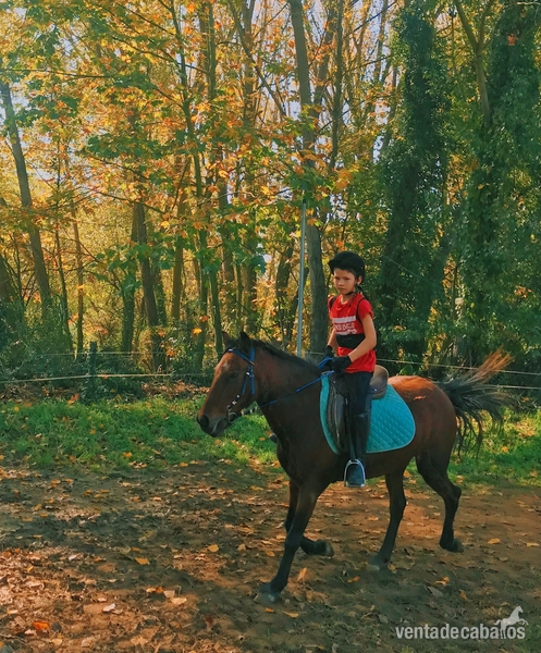 PONY C ASTURCONA in 