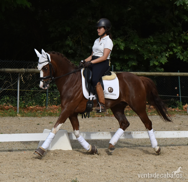Pony Welsh en venta in 