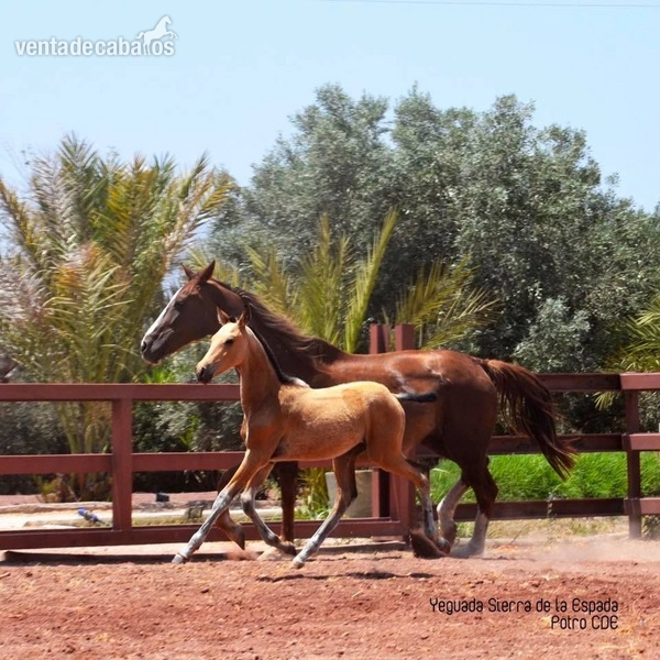 Caballo de Deporte Español (CDE)