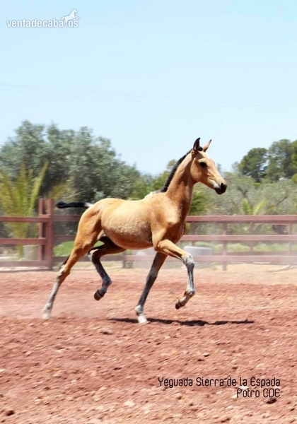 Caballo de Deporte Español (CDE) {TYPE}