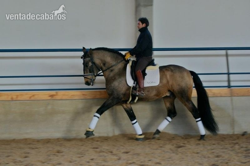 Pura sangre lusitano  {TYPE}